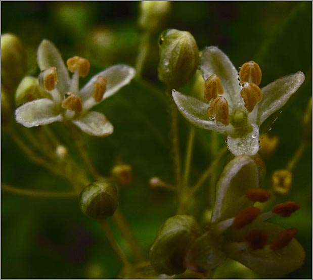 sm 67 Hopseed Bush.jpg - Hopseed Bush (Ptelea crenulata): Several of these native bushes were beginning to bloom on the  upper ridge.